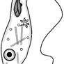 Euglena Line Drawing