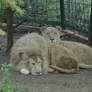 White lions couple