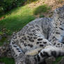 Snow Leopard 4