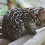 Ocelot cub 2