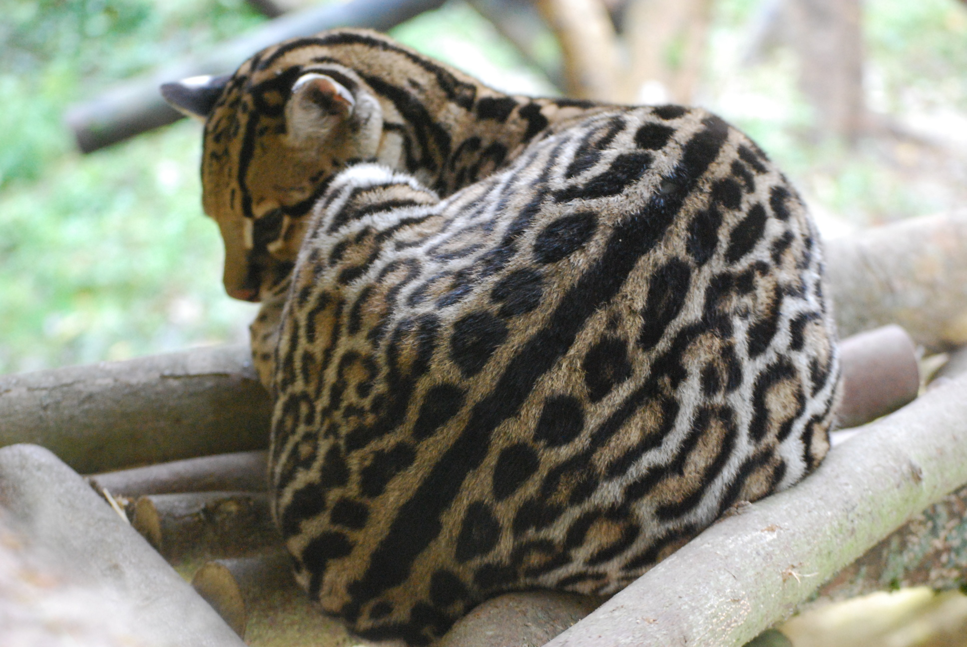 Ocelot 2