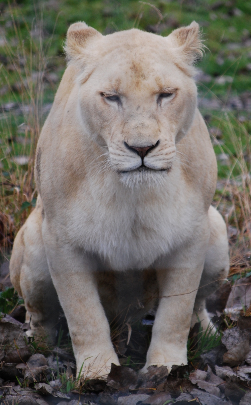 White Lioness