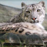 Eyes of the Snow Leopard