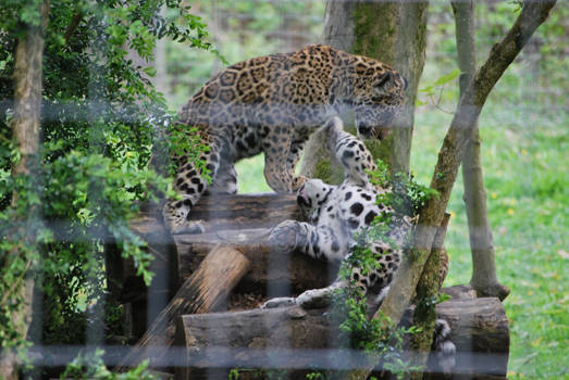 Playing jaguar cubs