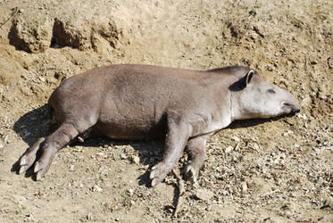 Resting Tapir