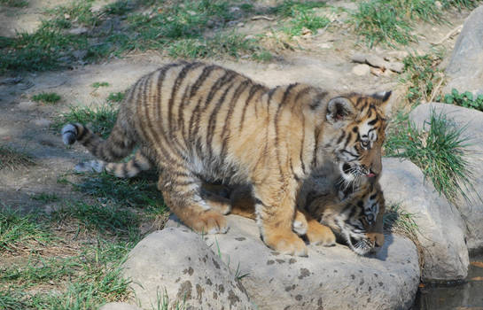 Twin Siberians Tigers Cubs