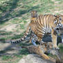 Mother Siberian Tiger and Cubs