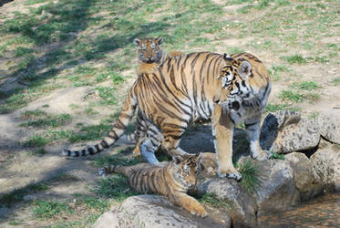 Mother Siberian Tiger and Cubs