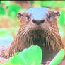 Otter