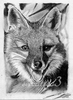 aceo grey fox cub