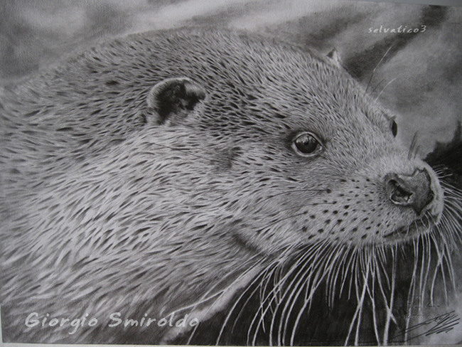 Pencil River otter - lontra