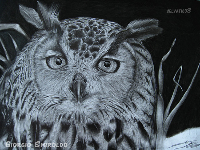 Owl - Asio otus