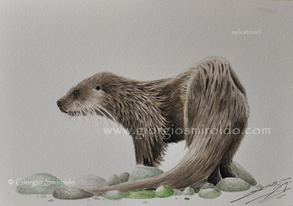 River otter - Lontra di fiume