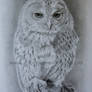 Barred owl