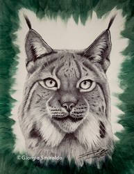 Lynx