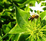 Bee by Leah437