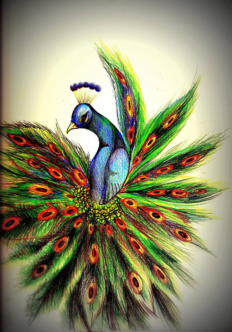 Peacock Sketch By Samelsr On DeviantArt peacock-sketch-by-samelsr-on-deviantart