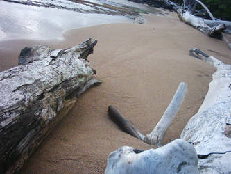 Driftwod on Kauai