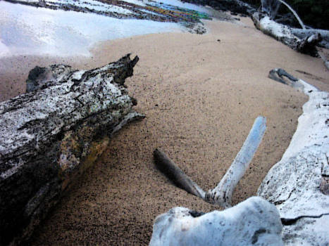 Gritty Driftwood on Kauaii