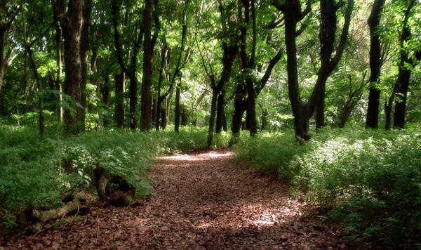 Fijian Forest