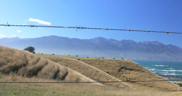 Kaikoura rural scene