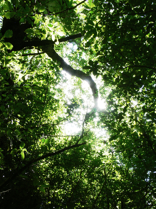 Looking up