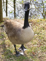 goose 2