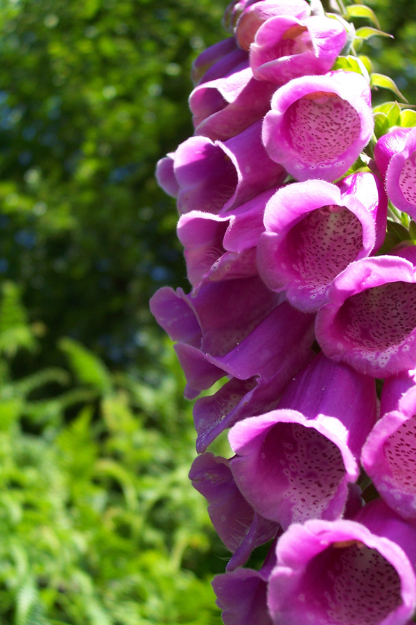 Foxglove