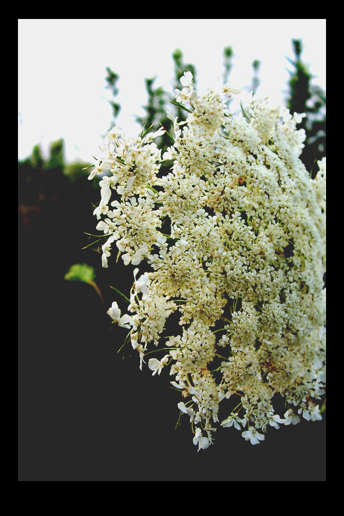 Queen Anne's Lace