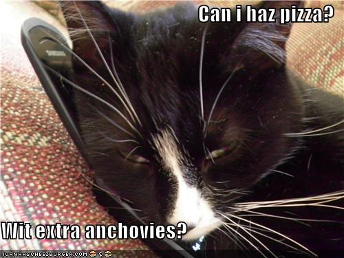 my cat wants pizza