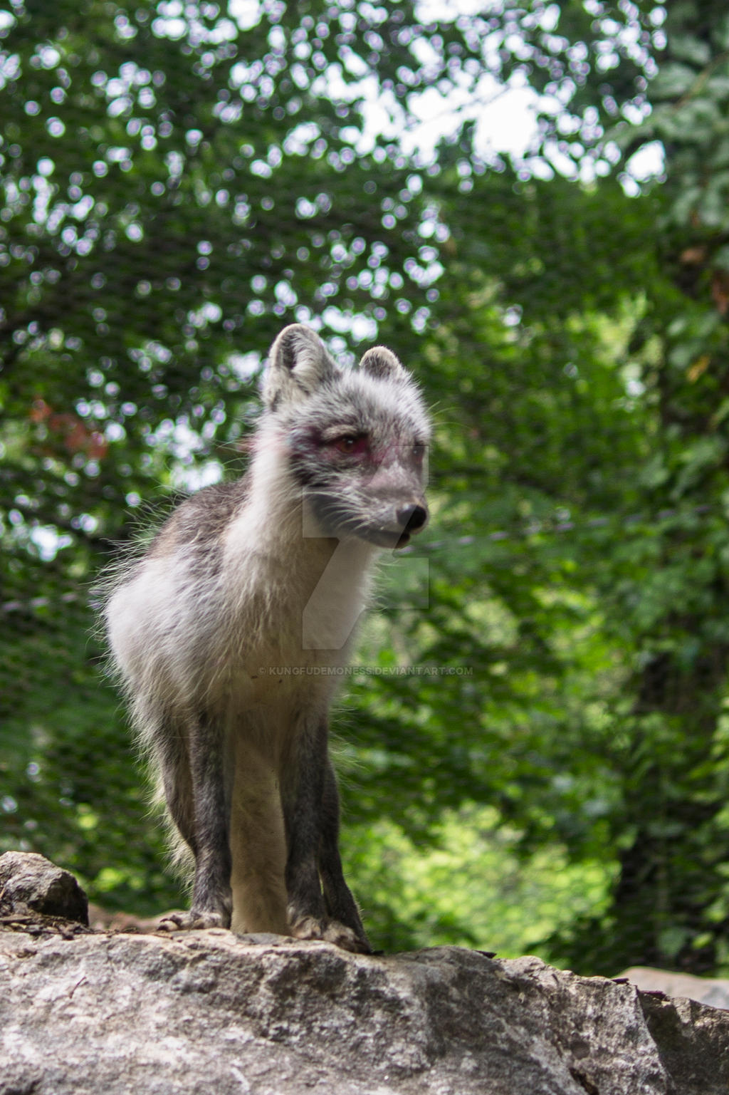 Arctic Fox