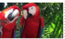 [stamp] parrots