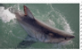 [stamp] shark