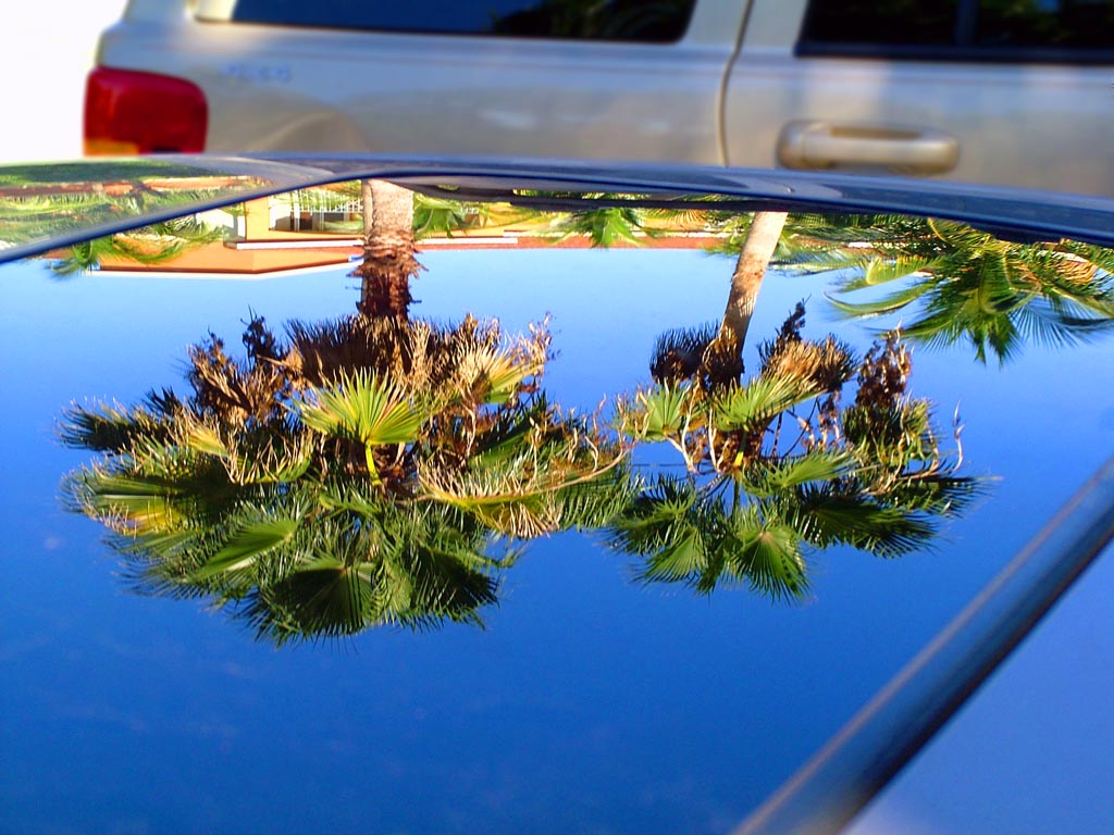 Palm trees in a sunroof