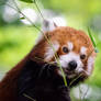 Red Panda