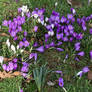 Crocuses