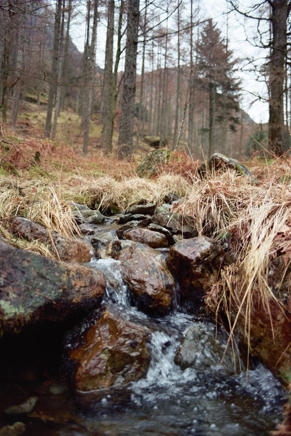 The trickle of a stream