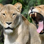 My What Big Teeth You've Got