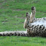 Dead Cheetah - Not