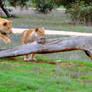Chase me