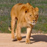 Enter the young 'King'...