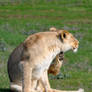 Gotta scratch the Itchy Spot