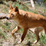 Dingo 2 - Stalking