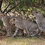 3 Brothers