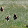 Thrill of the chase