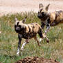 On the Run