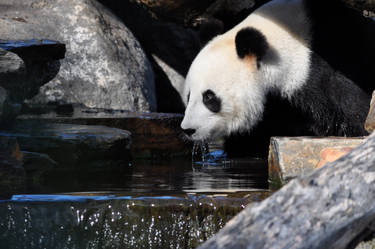 Panda Lap pool