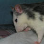 Rat