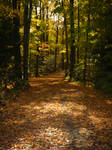 Fairytale Forest Path by Majikku-Tejina