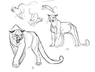 Cougar Illustration Concepts_1